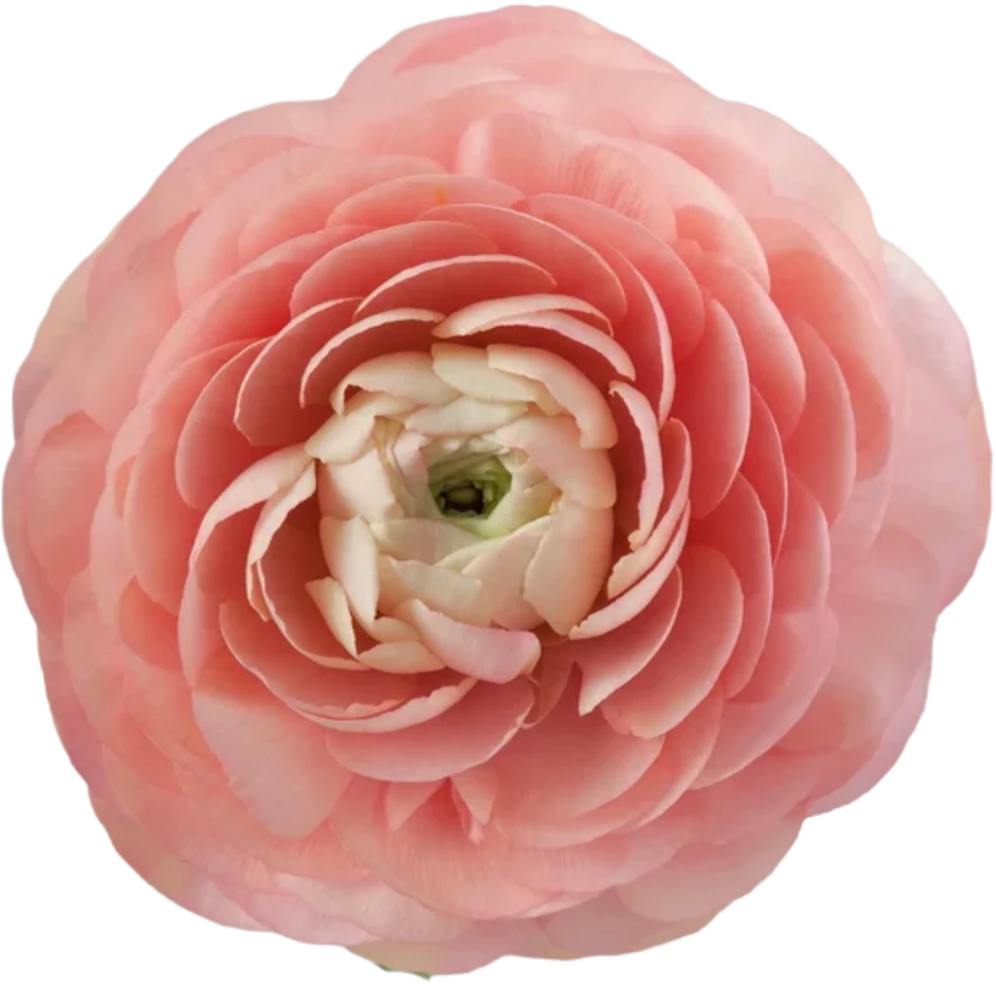 Ranunculus Cloni GrandPastel S