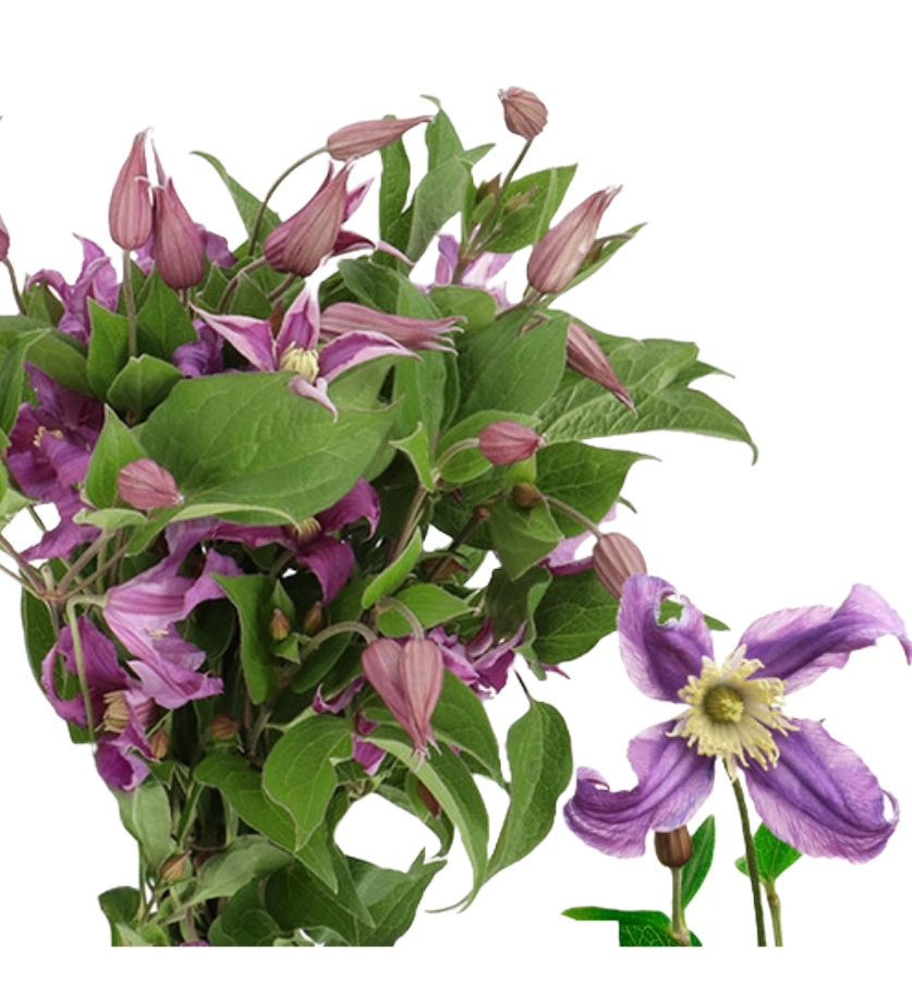 Clematis AmazingRome 70cm holl
