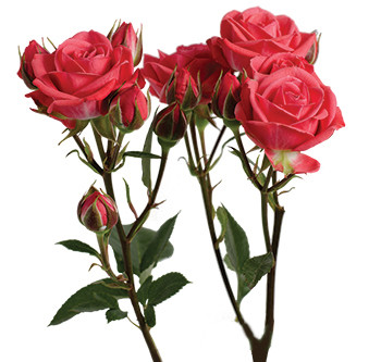 RoseSpray Coral Duchess rfi