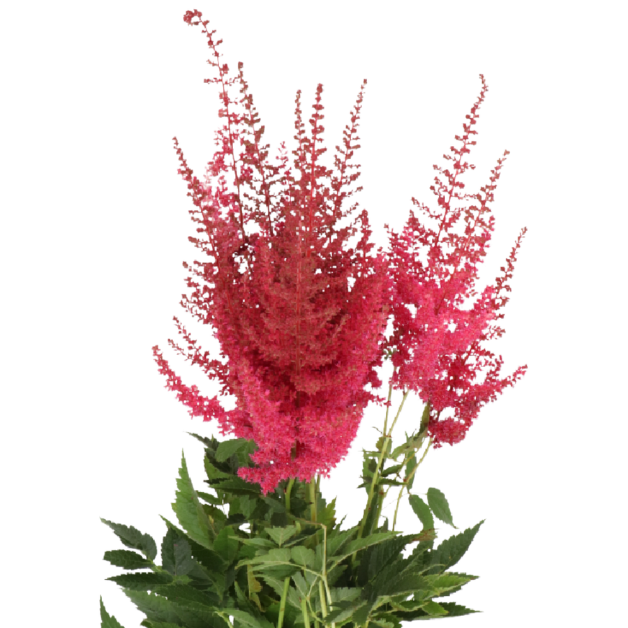 Astilbe Else Schluck holl