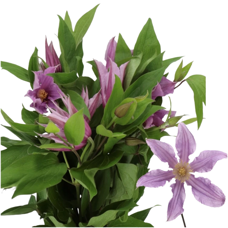 Clematis Amazing London holl p