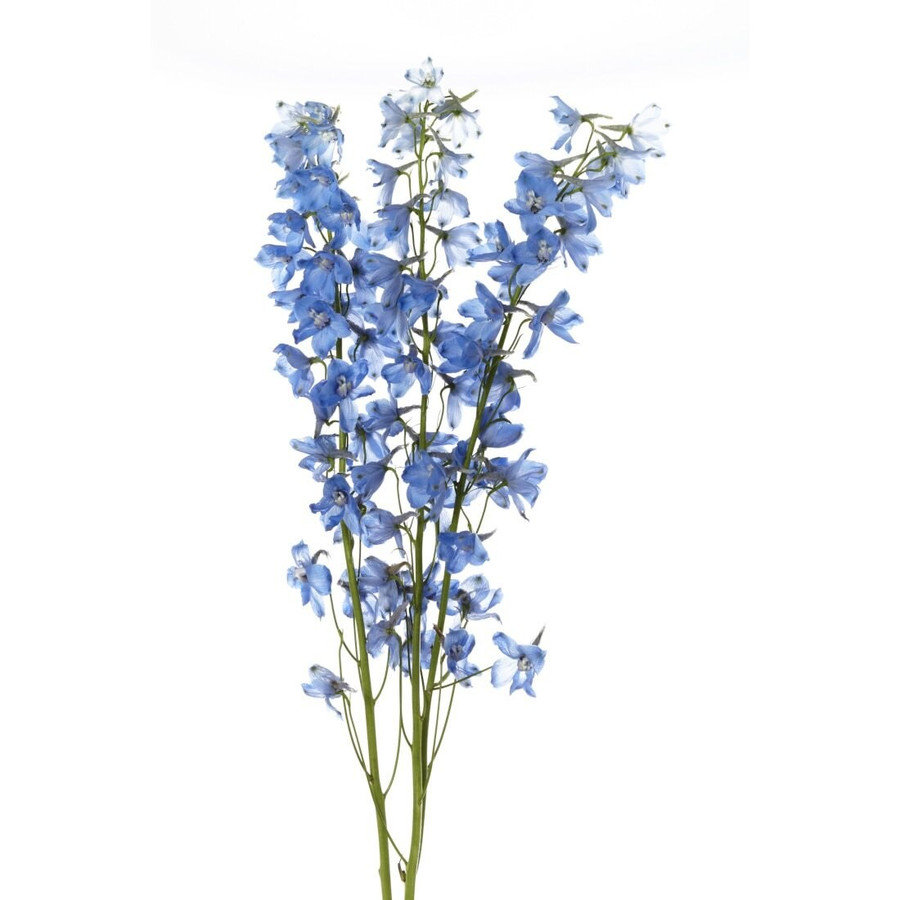 Delph. Lt Blue mellano