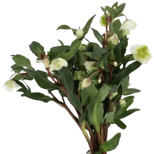 Helleborus WinterBells holl