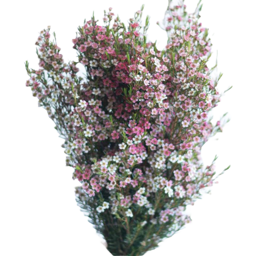 Waxflower Sweet Sixteen fbi