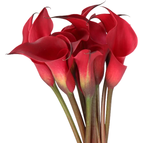 Calla RedCharm HOLL burg)