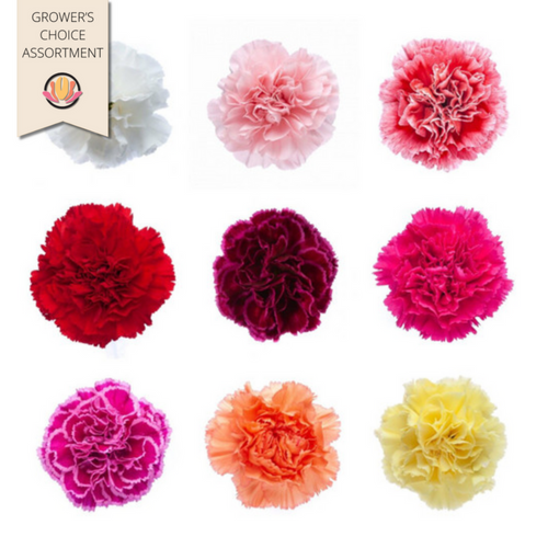 Carnation Assortment Select (175case), Sole