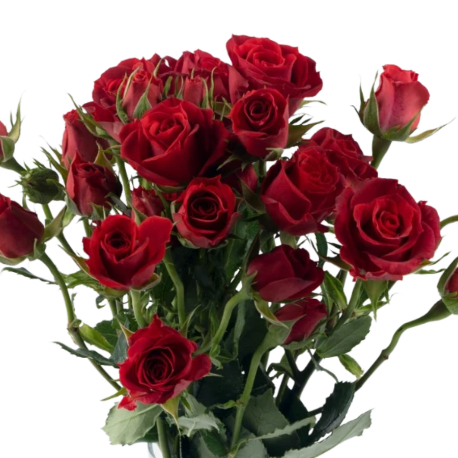 RoseSpray Mikado Red RFI