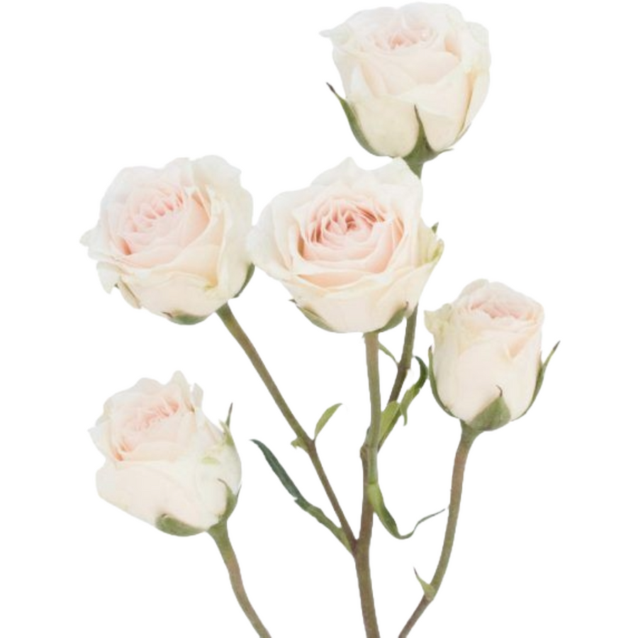RoseSpray Blush Majolica rfi