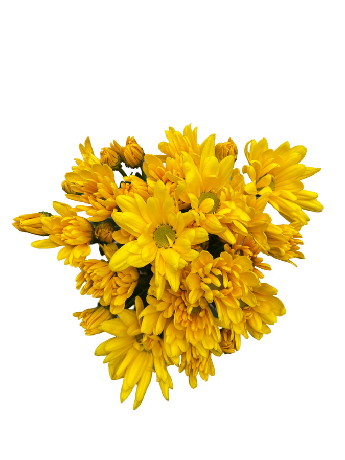 Pom Daisy Radiante rio