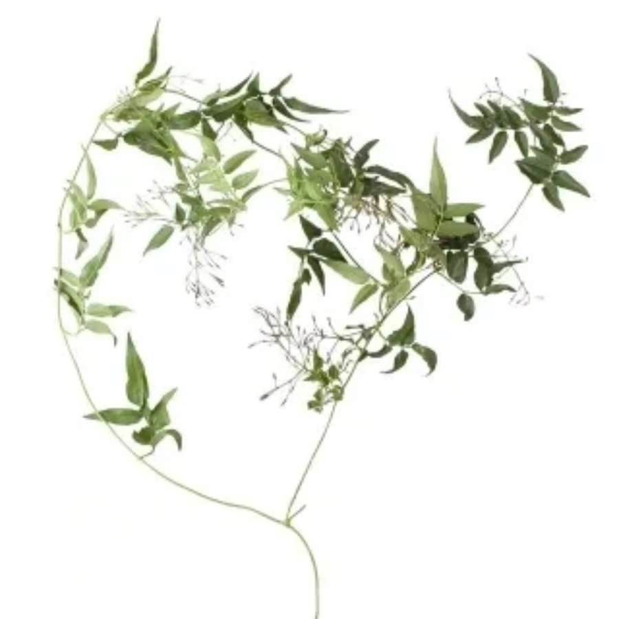 Jasmine Vine holex