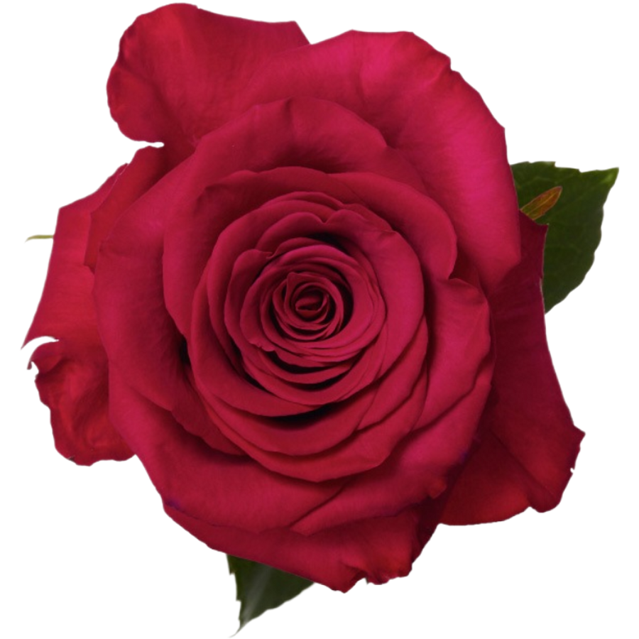 Rose Roseberry 50cm priv coll