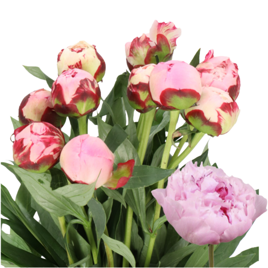 Peony SarahBernhardt 60cm holl 