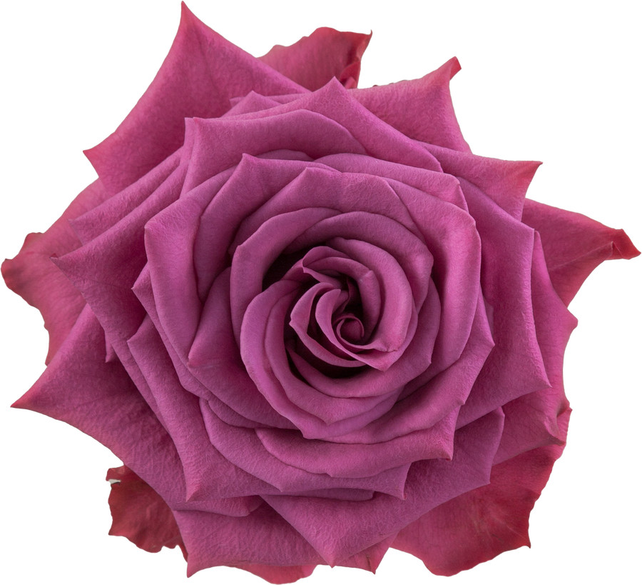 Rose Blueberry(25st) 50cm priv coll rio