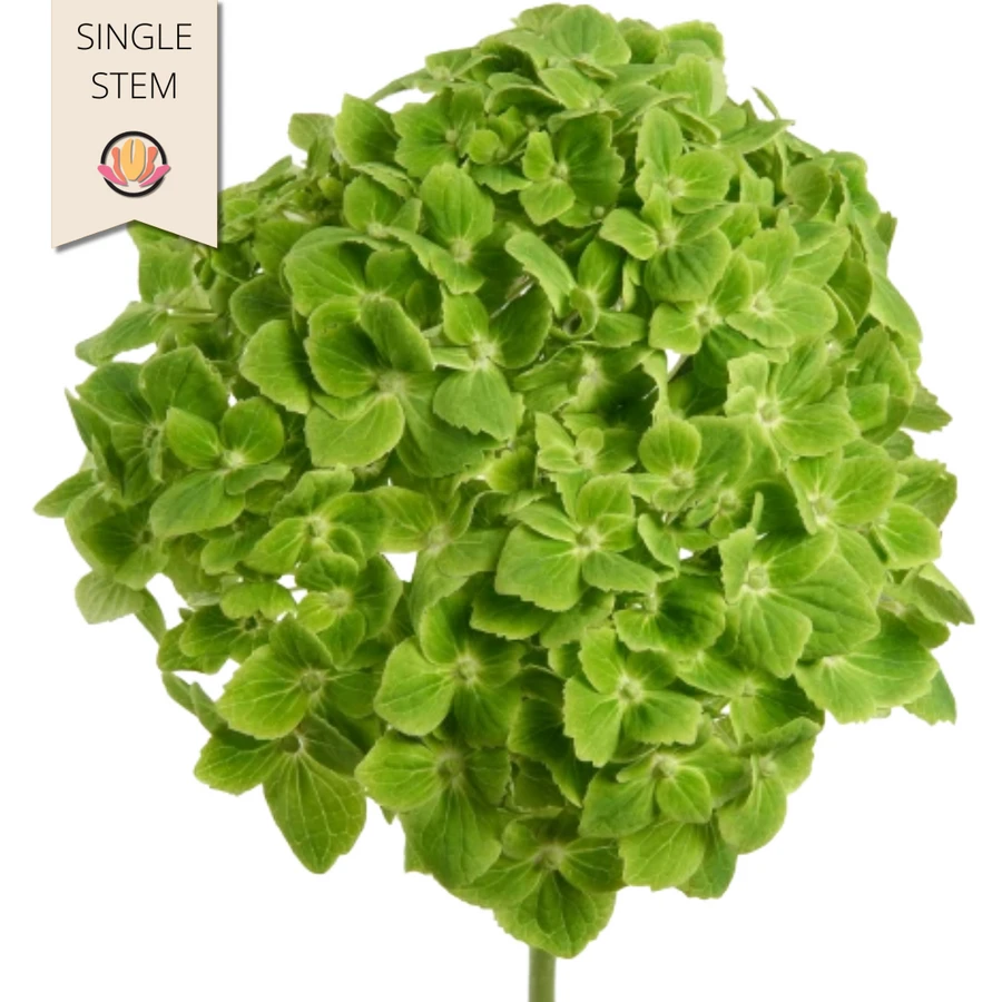 Hydrangea DkGreen galleria