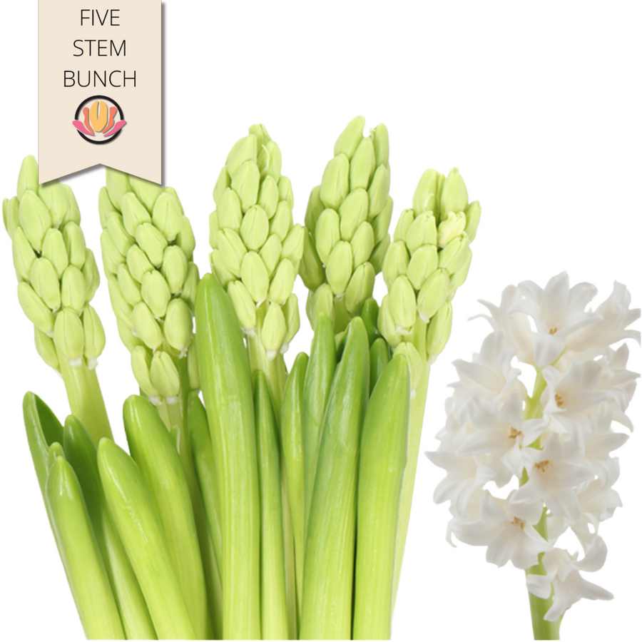 Hyacinth Top White holl.