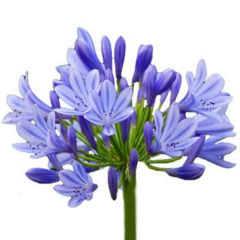Agapanthus Blue sole