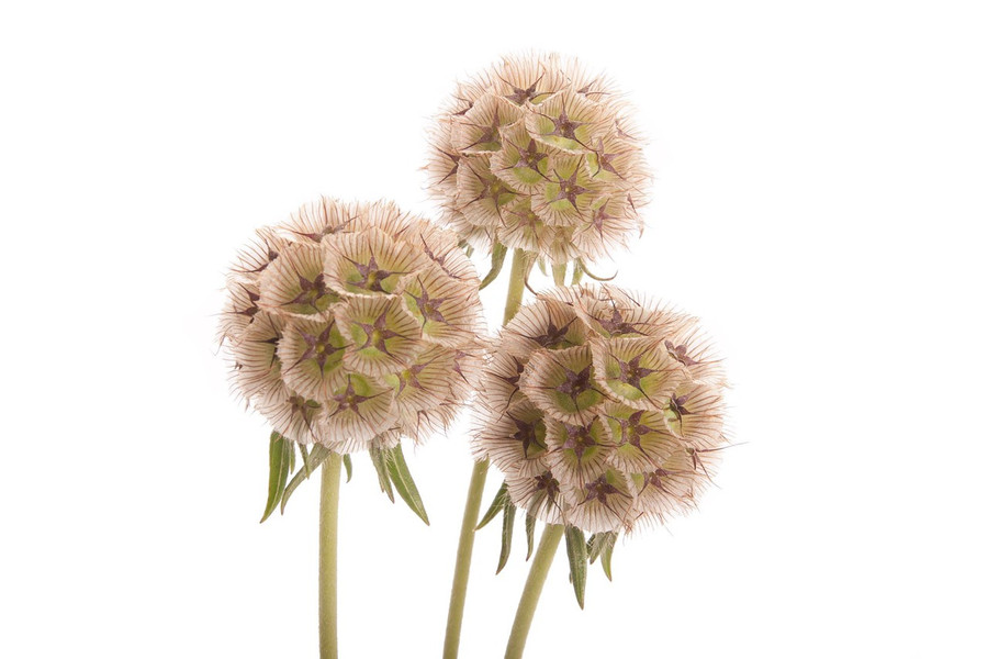Scabiosa Pods f.c.