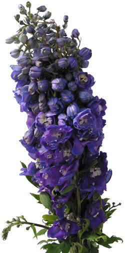 Delph Hybrid DkPurple (5stem) joe