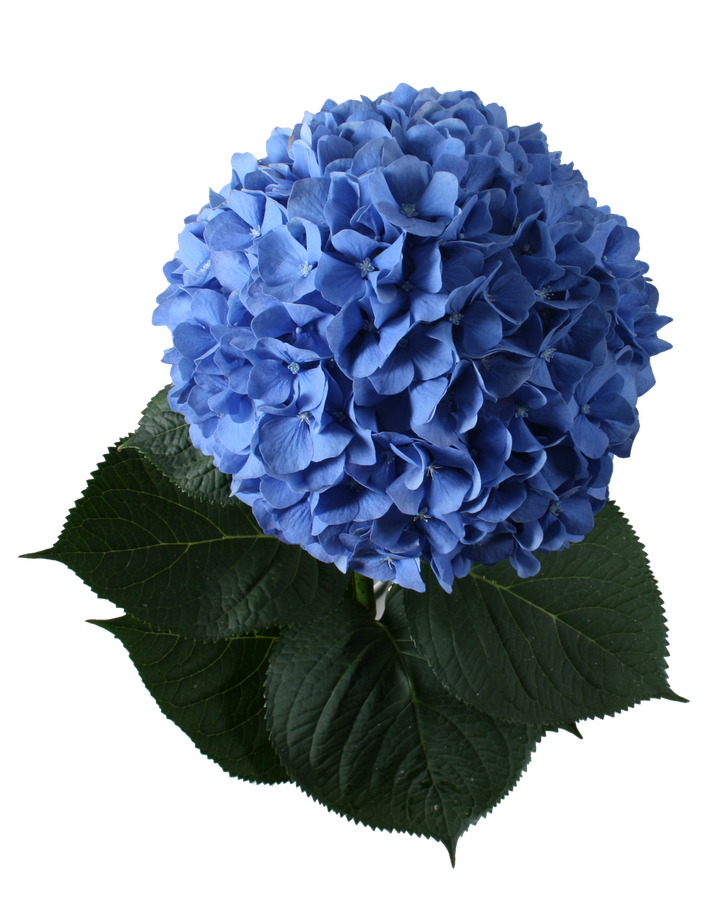 Hydrangea PimpernelBlue holl(s