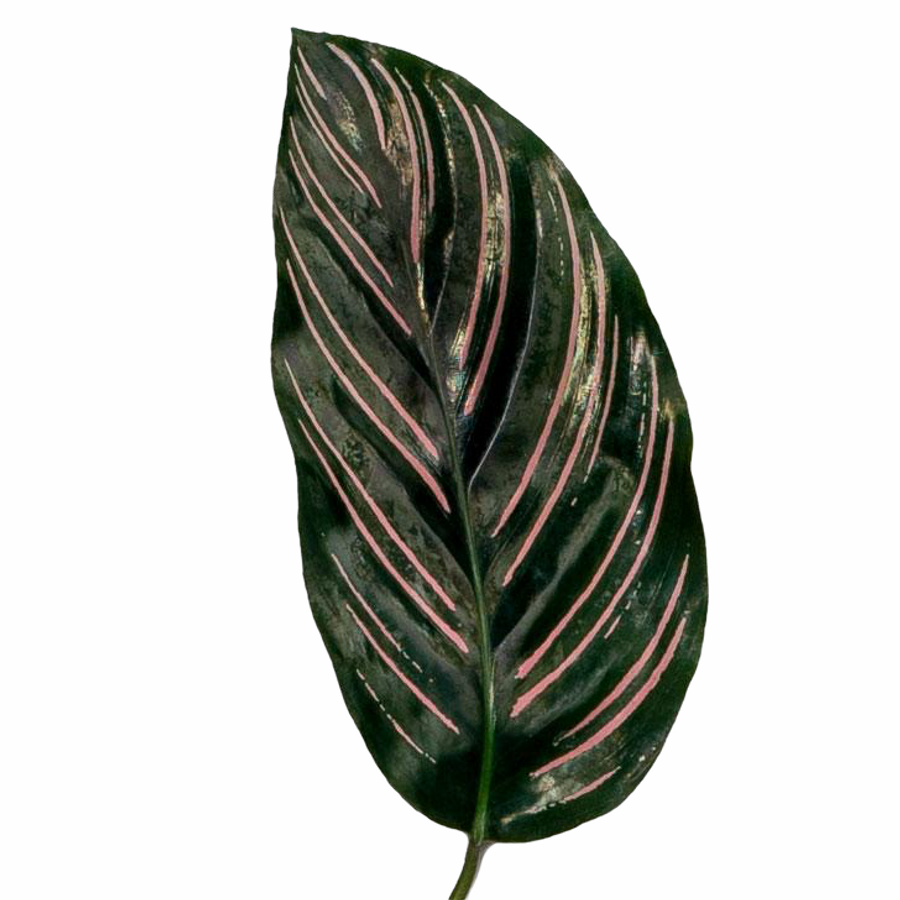 Calathea Pink egreen