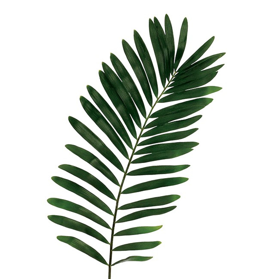 Fern Coontie