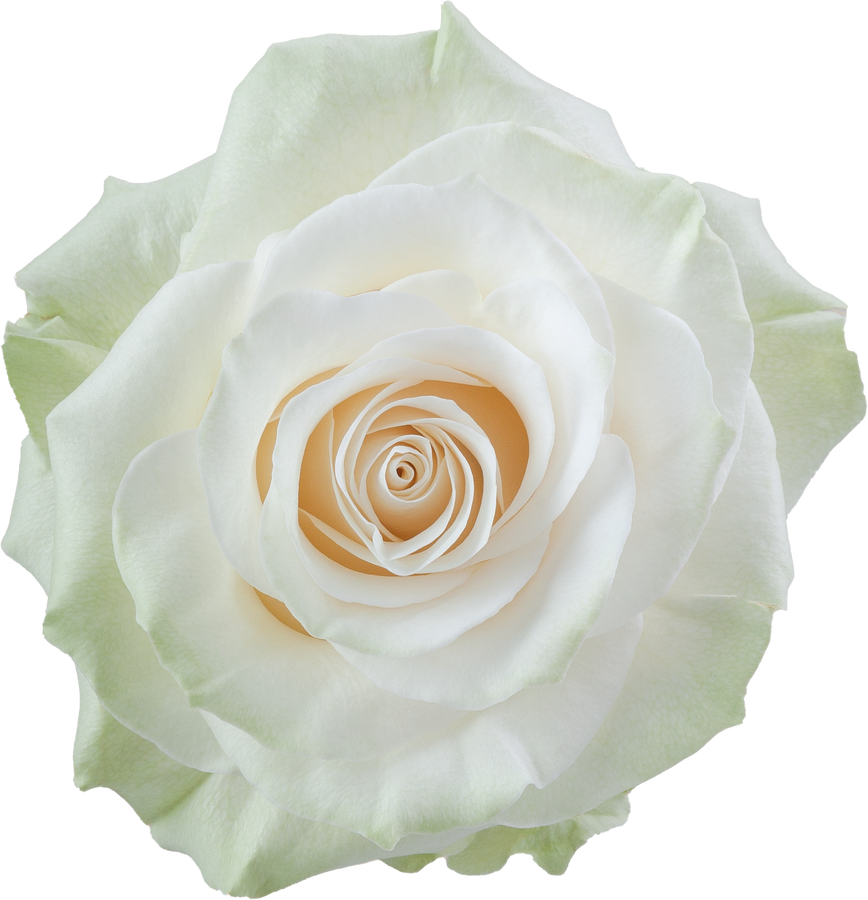 Rose Mondial 80cm rprima