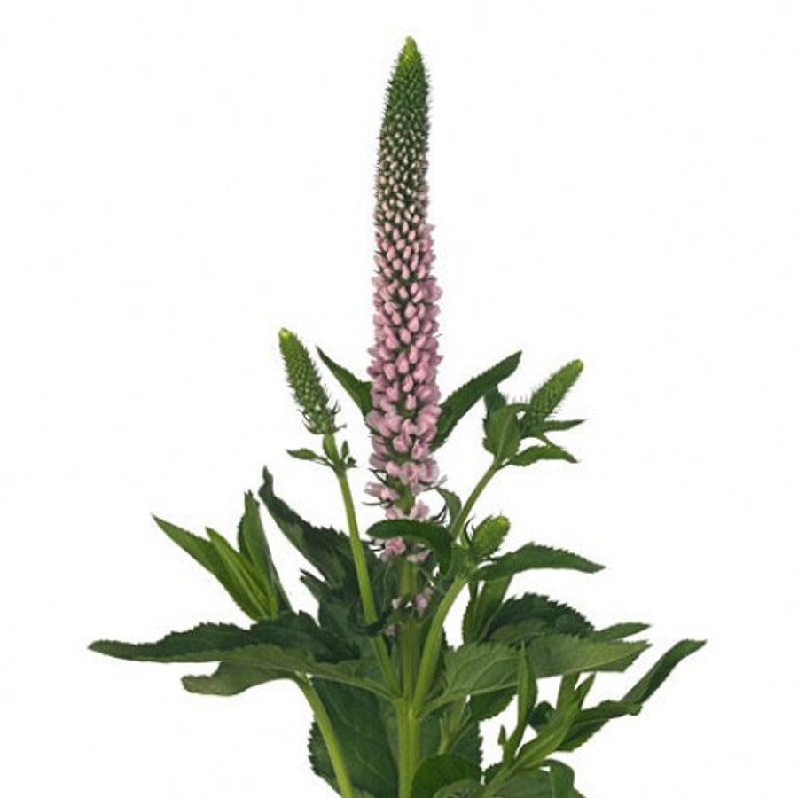 Veronica Pink f.c.