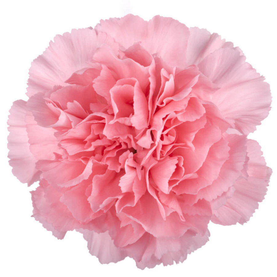 Carn. Sel. Pink sole