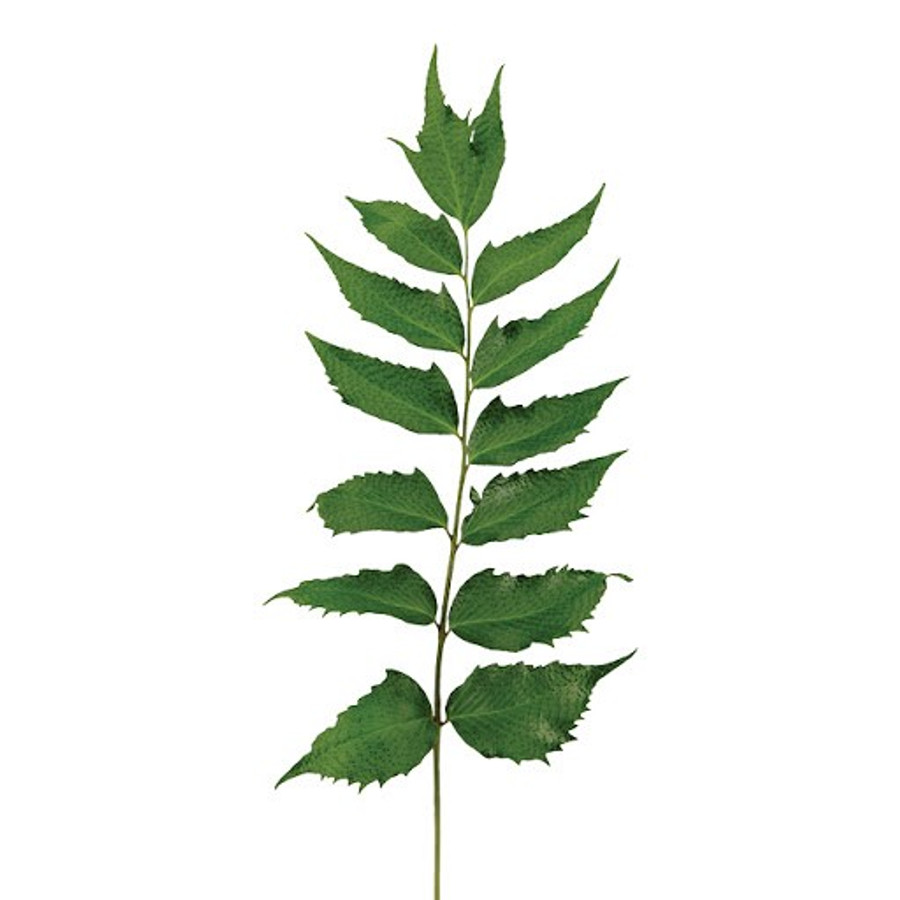 Fern Holly