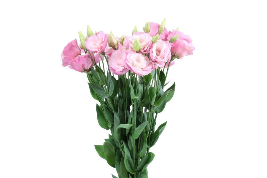 Lisianthus Dbl Pink israel