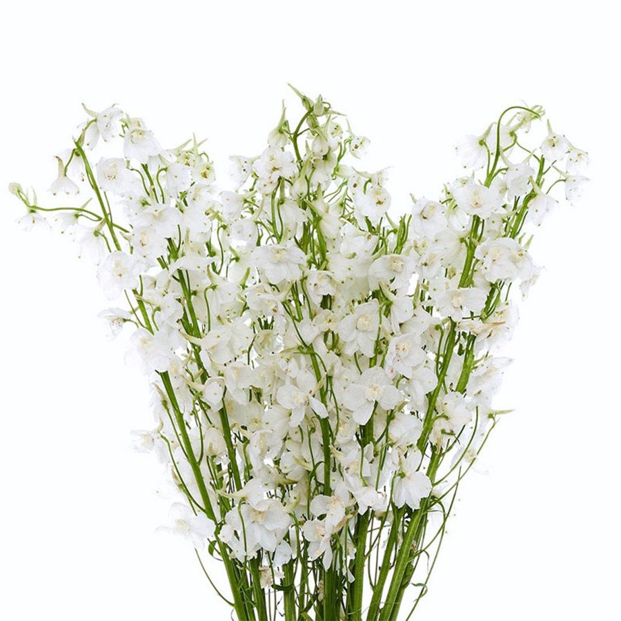 Delph White fresca