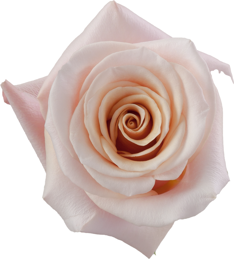 Rose Mother Of Pearl 70cm rprima