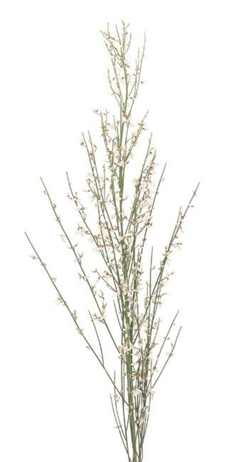 Ginestra White 200gr mellano