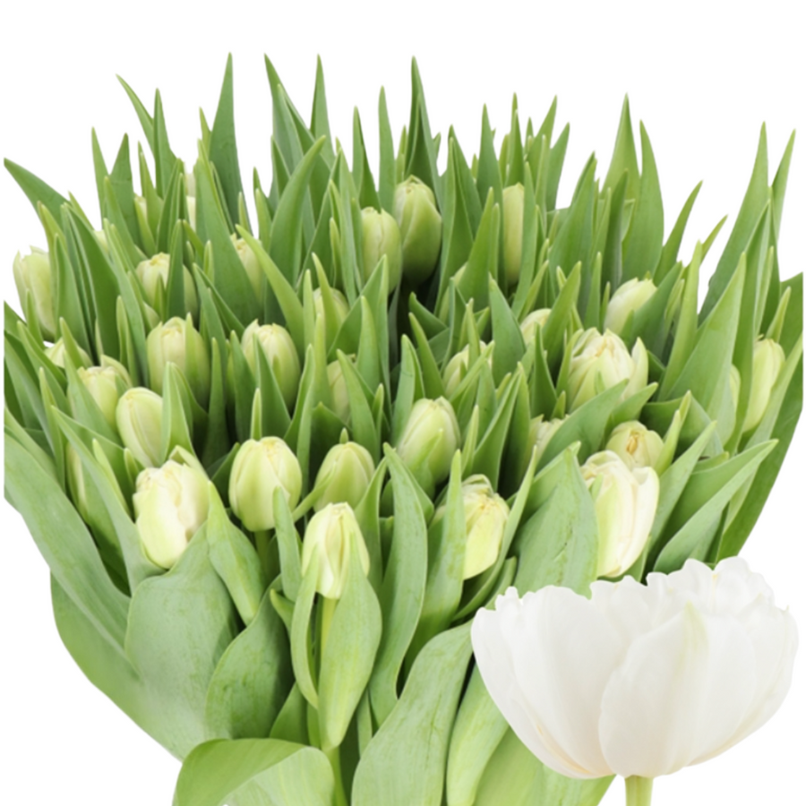 Tulip Dbl Northcap holl