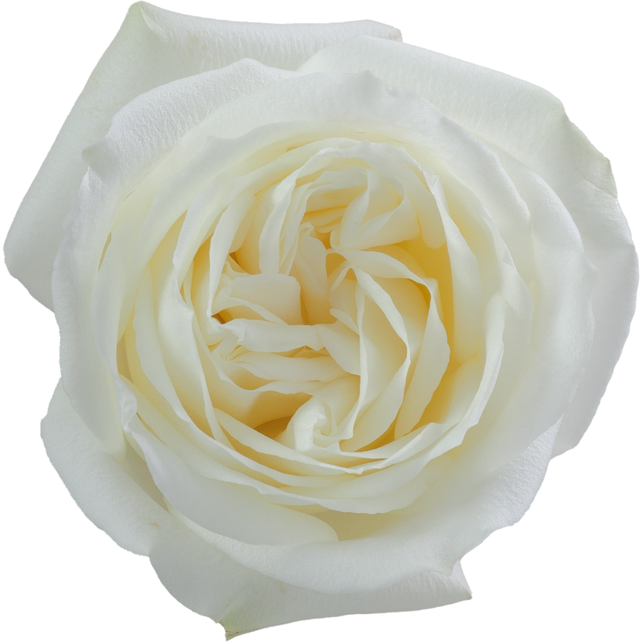 Rose Polo 70cm rprima