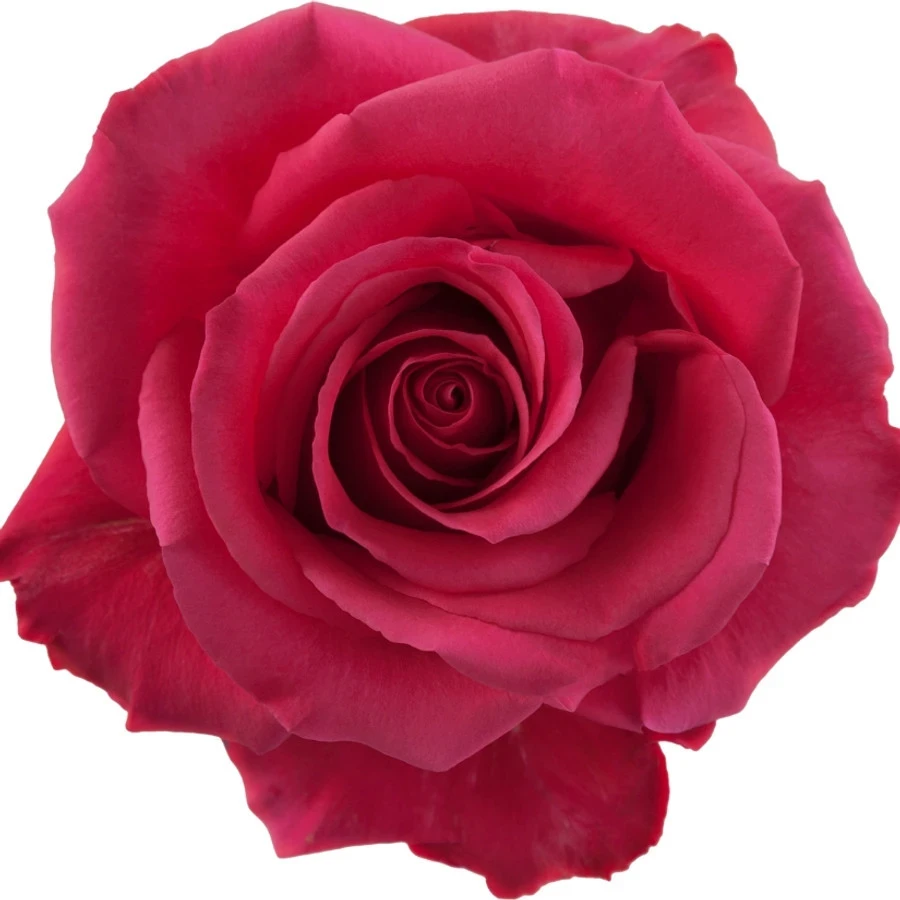Rose Pink Floyd 60cm Rprima
