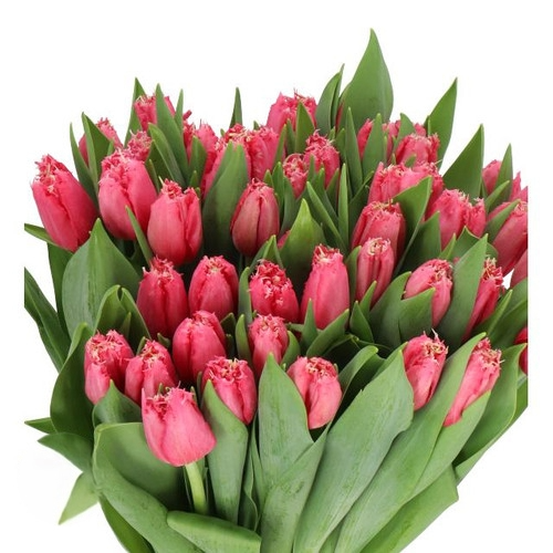 TulipFrill Hot Pink, Holex