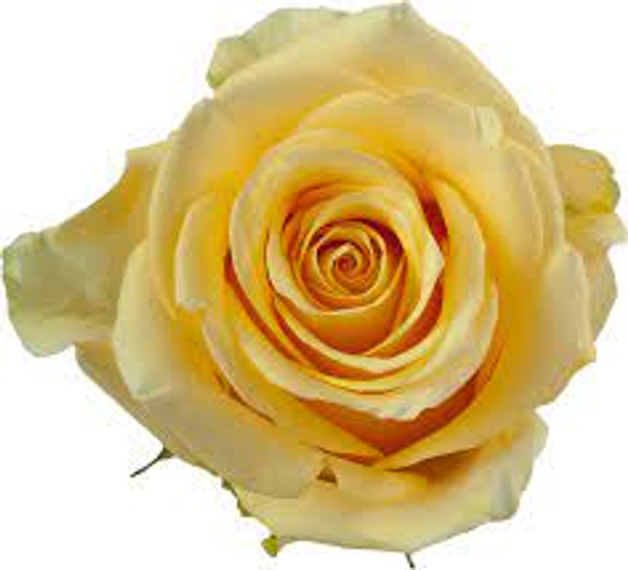 Rose Idole 50cm rprima