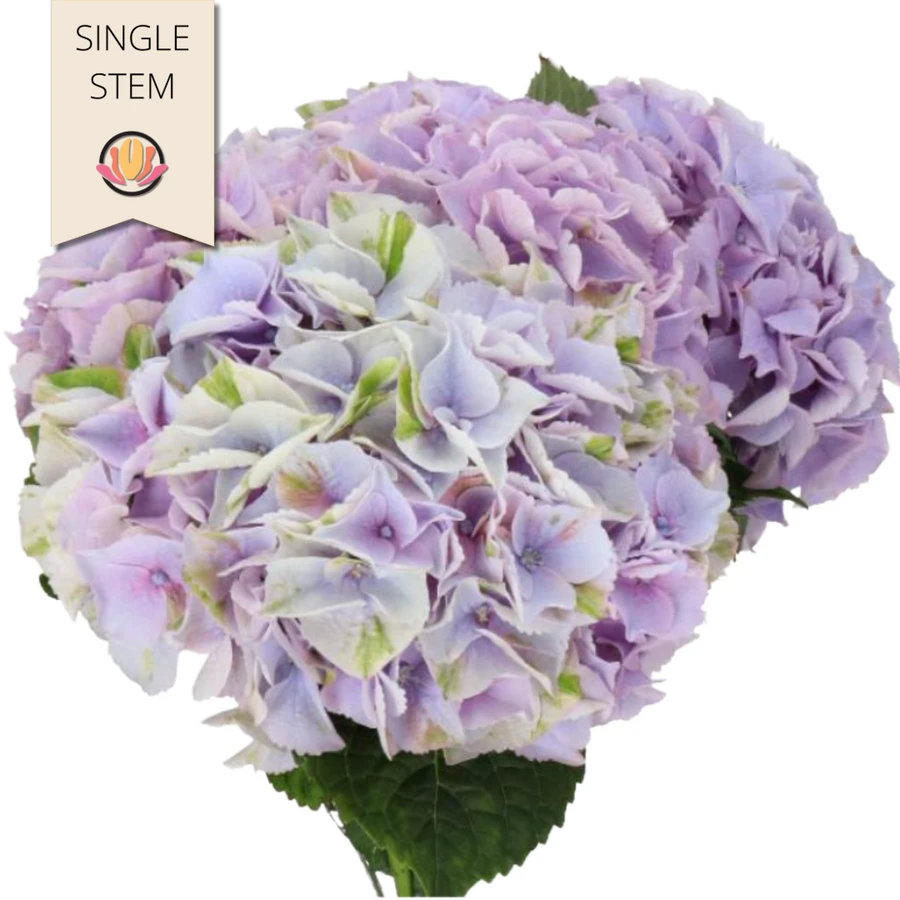 Hydrangea MyBeautiful Minerva