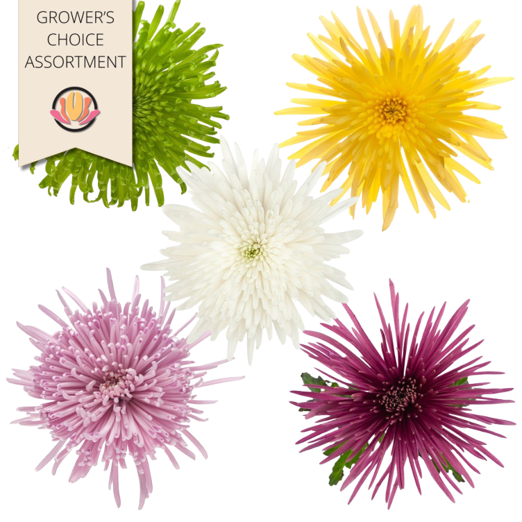 Mum Delistar Assortment (9case), Sole