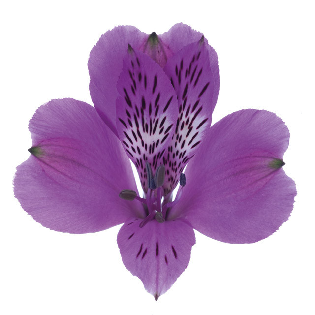 Alstro. Purple gdns supsel