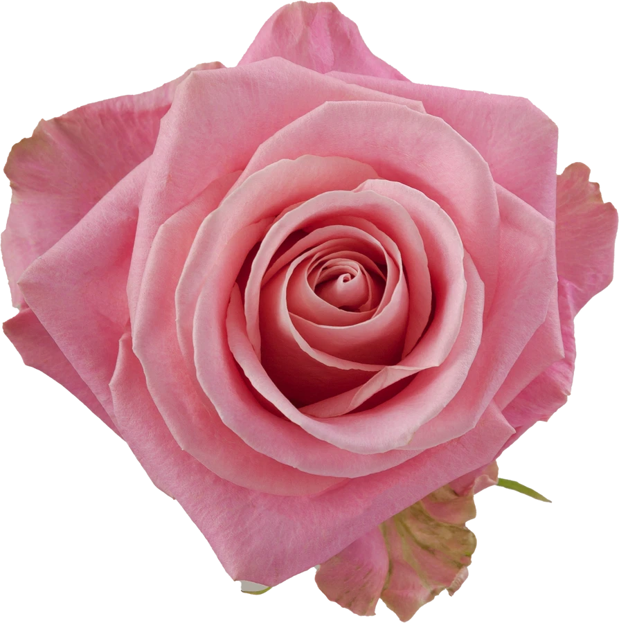 Rose Hermosa 50cm rfi