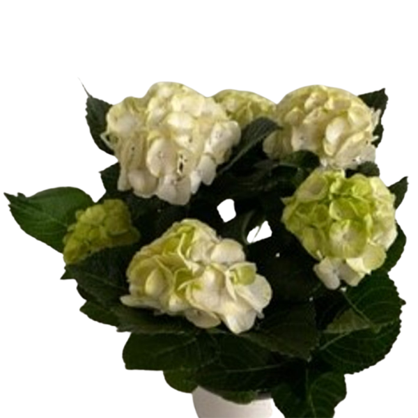 6" BLOOMING 5BLM HYD