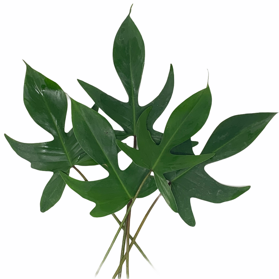 Xanadu green evergreen