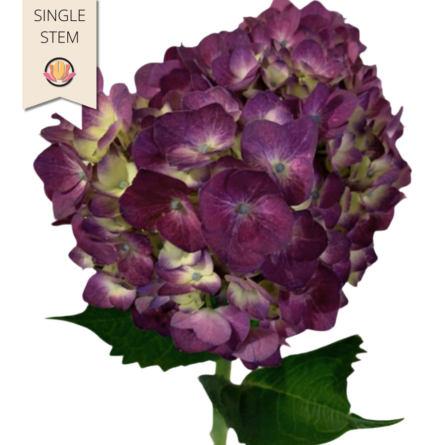 Hydrangea Purple cont(st)