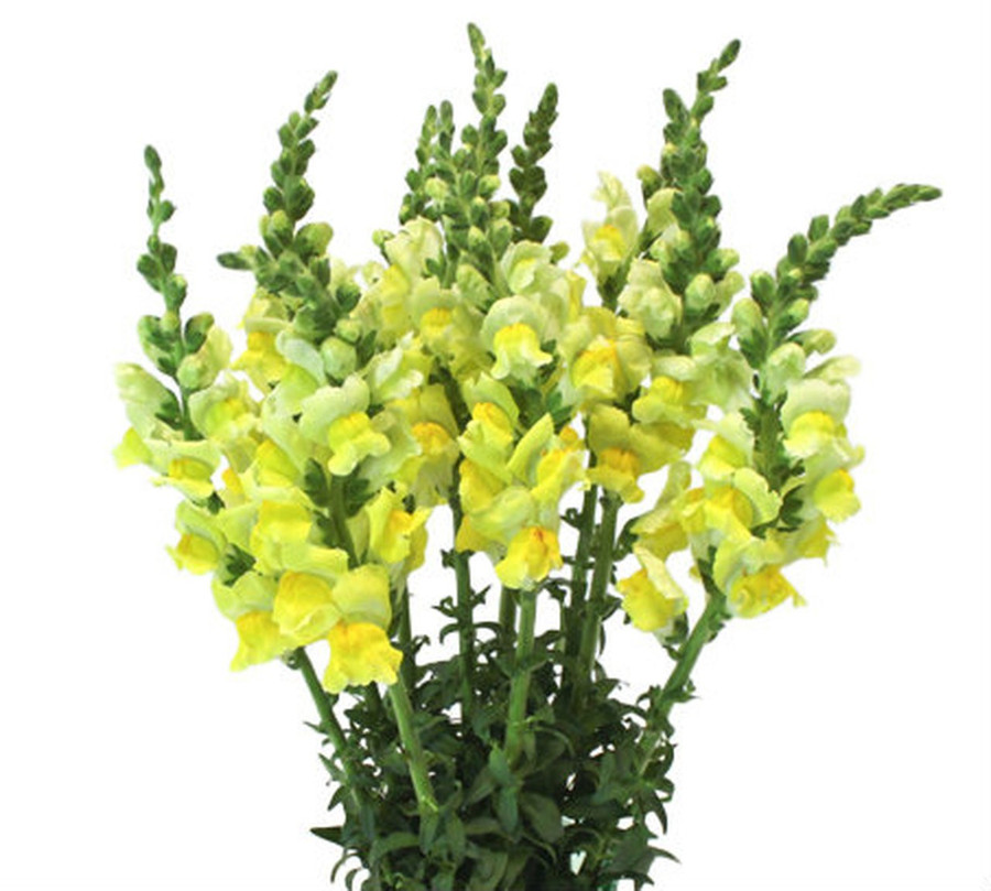 Snapdragons Yellow Hendricks