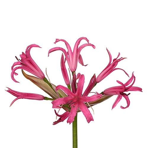 Nerine HotPink f.c.