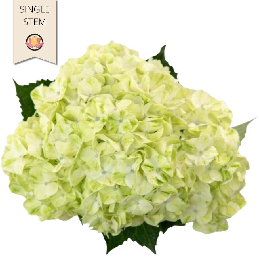 Hydrangea Mojito (stem), Hydraflora