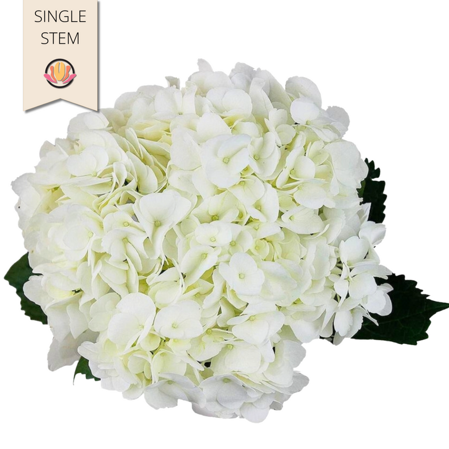 Hydrangea White bella prem(st)