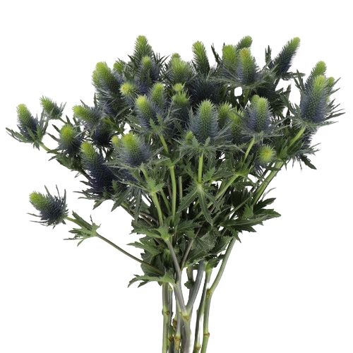 Eryngium Snova 50cm holl 10st